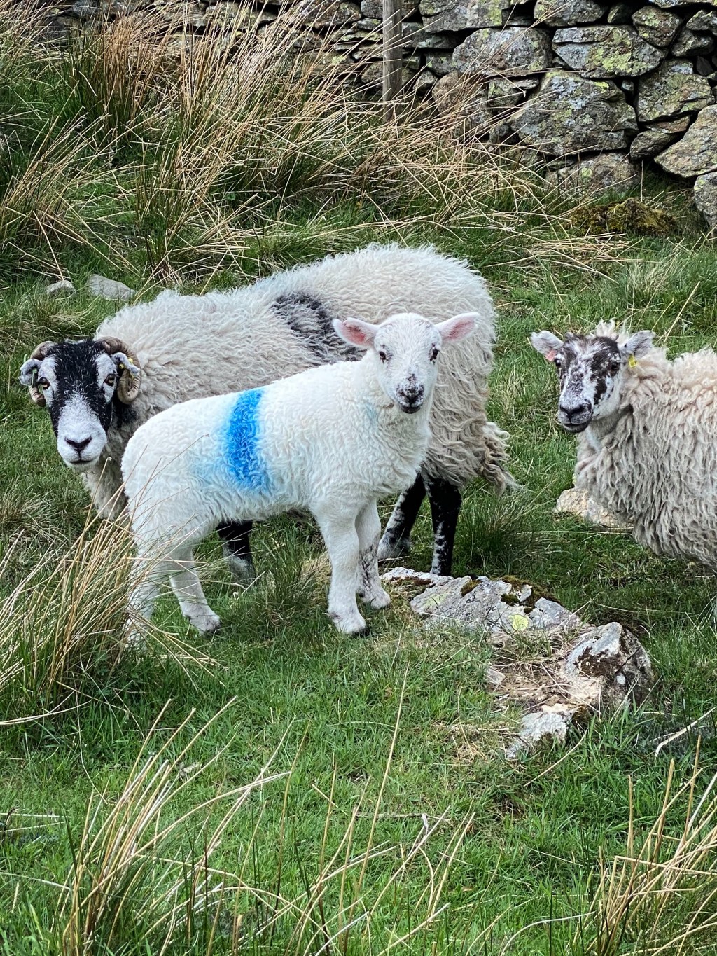 To Patterdale, Day&nbsp;6