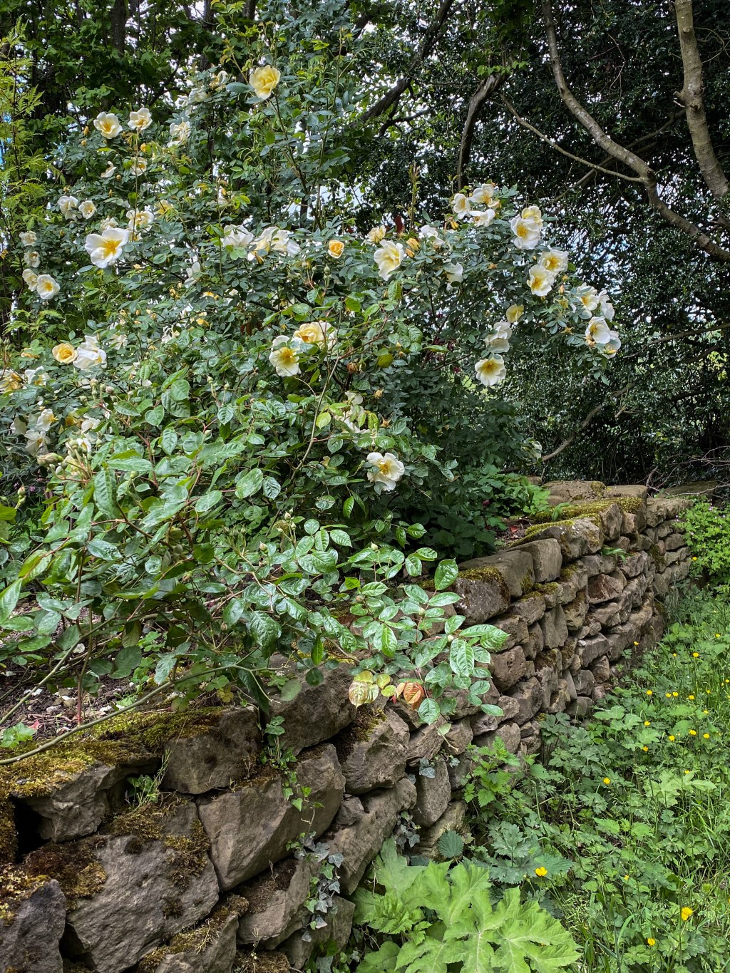 To Egton Bridge, Day&nbsp;18