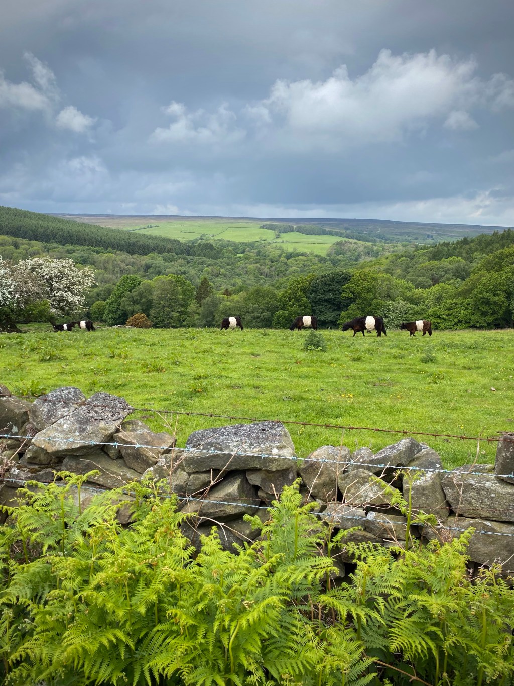 To Robin Hoods Bay, Day&nbsp;20